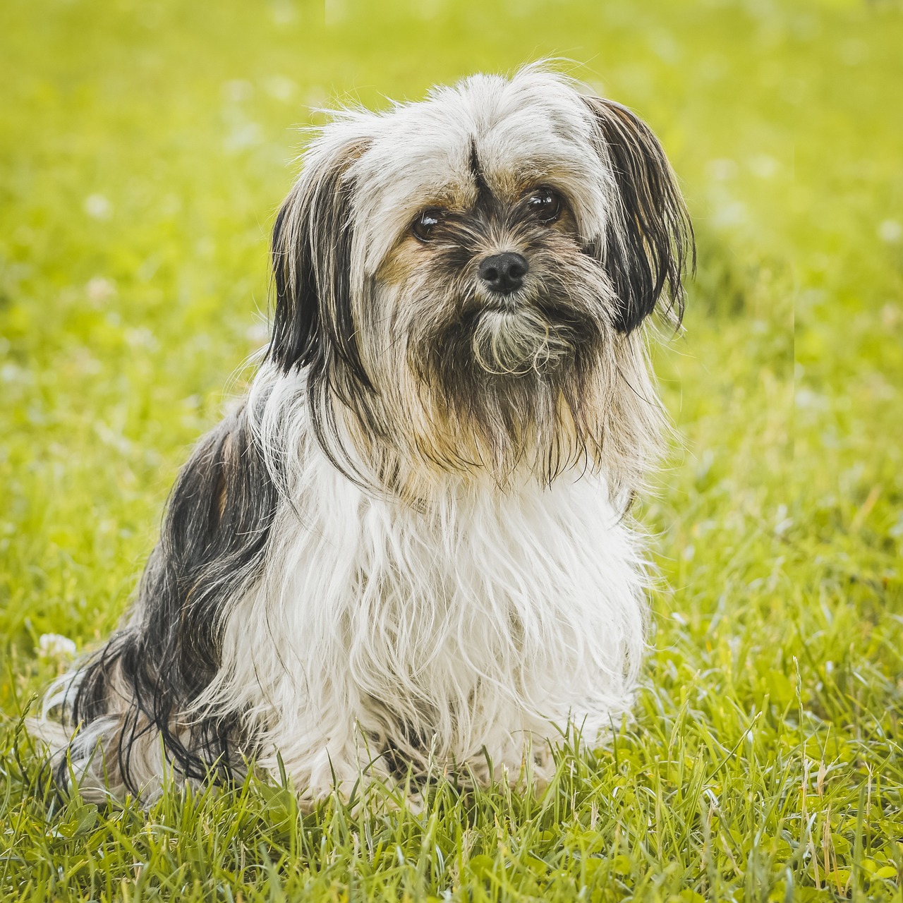 How to Identify and Understand Mixed Breed Dogs